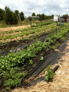 organic gardening