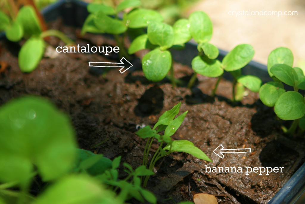 cantaloup and banana peppers
