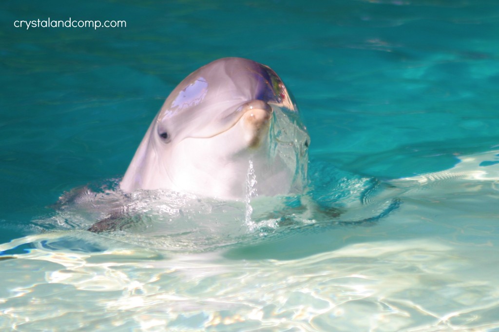 dolphin