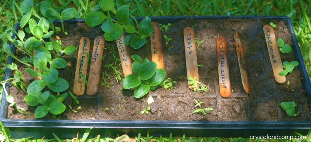 growth organic gardening