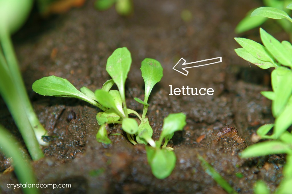 lettuce