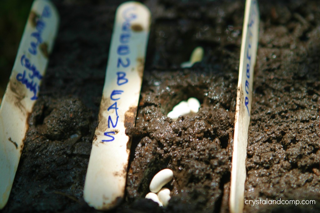 planting