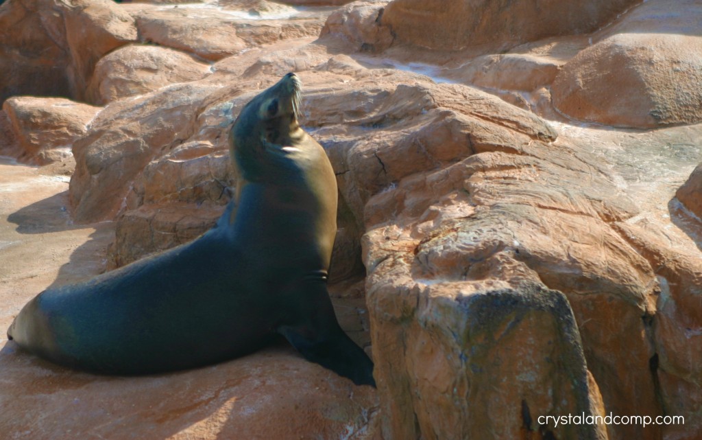 sea lion