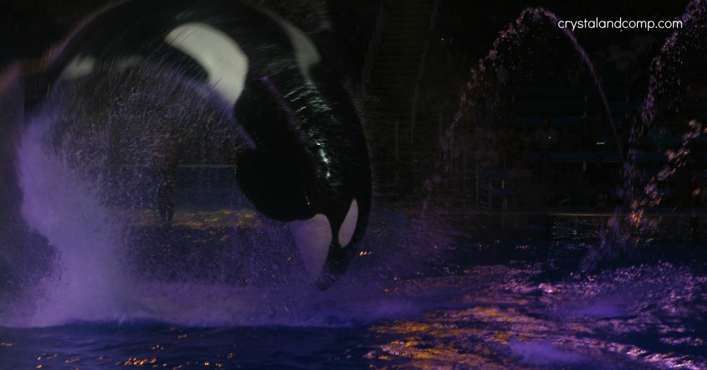 shamu rocks