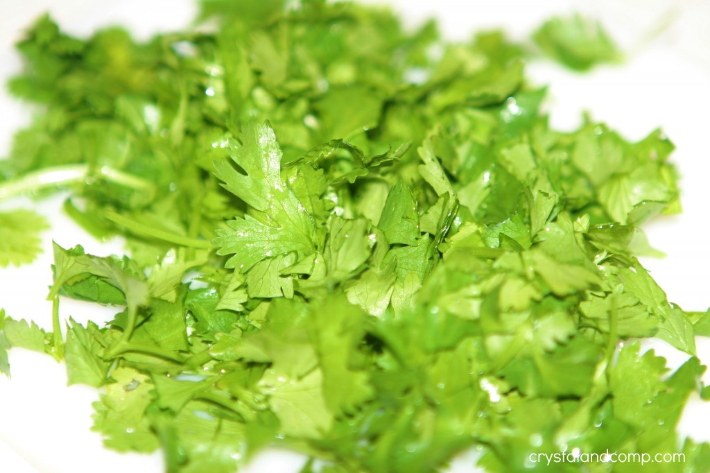 cilantro