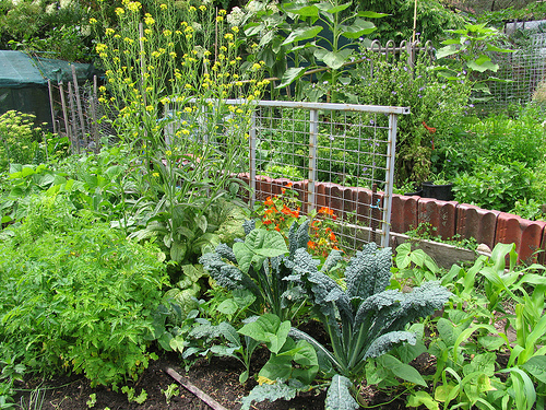 permaculturegarden