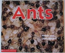Ants - Berger